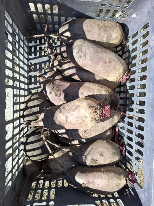 Продам овощи дачные