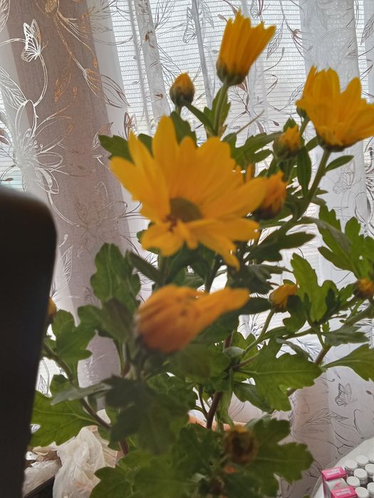 Саженцы хртзантемы