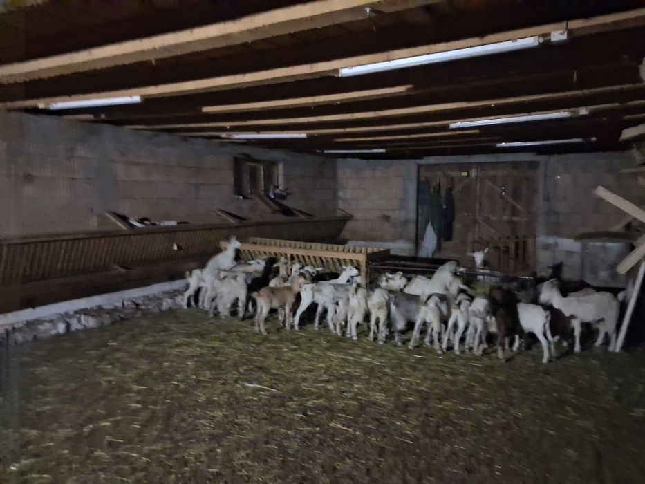 Tapi si iedute de prasilă Sannen  80buc