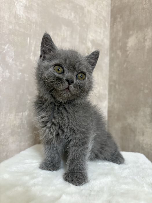 Британский котенок мальчик