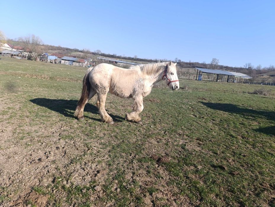 Vand manz 1 an si 8 luni