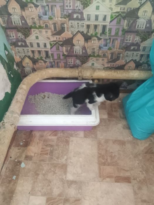 Отдам котят, срочно!!!