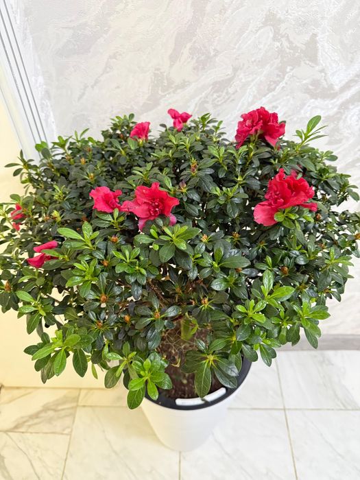 Азалия цветы. Красивые