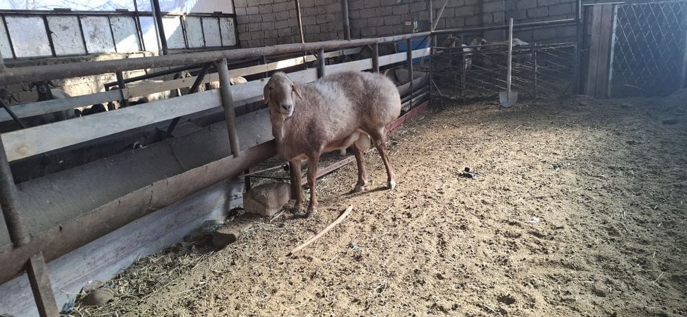 Arashan qochqor sotiladi