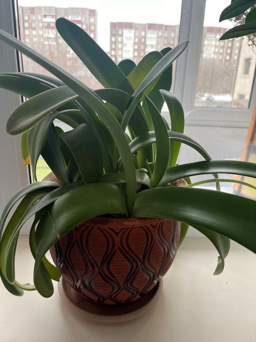 Цветы комнатные,