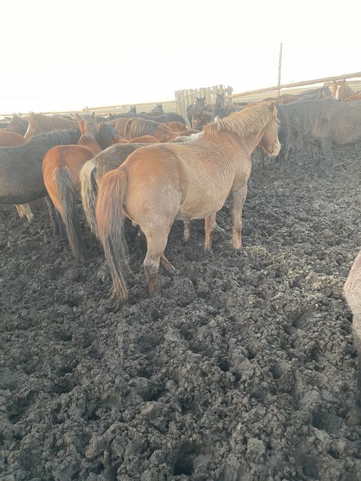 Продам кобылу 7 лет