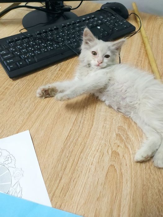Срочно в добрые руки красивый котенок