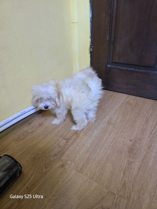 Момче и момиче малтипу