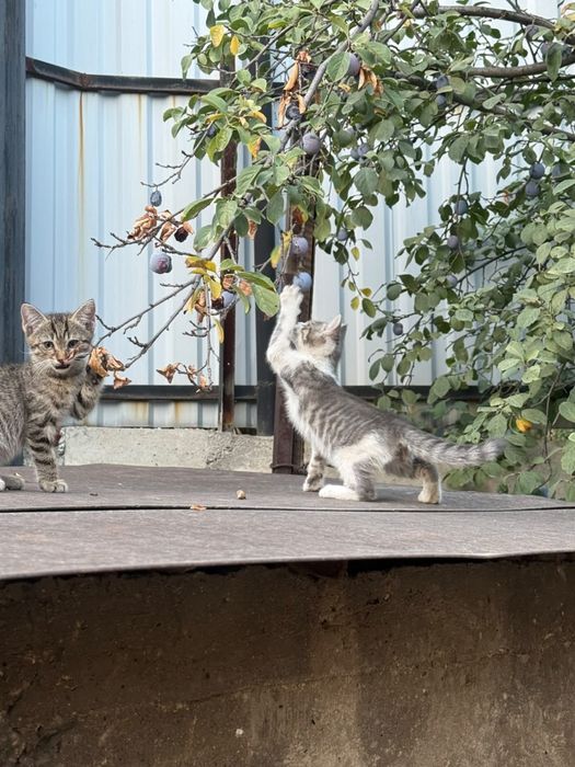 Котята 2 месяца к лотку приучины