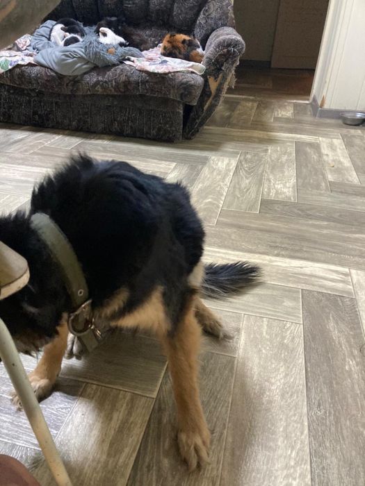 Собака девочка ищет дом ! Костанай!