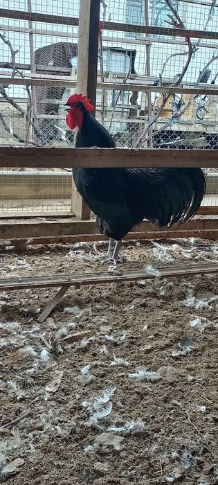 Австролоп қораз сатылады