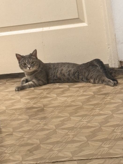 Отдам кошек в добрые руки