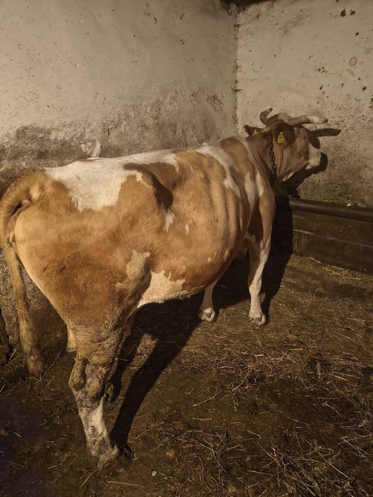 Vand vaca baltata gestanta