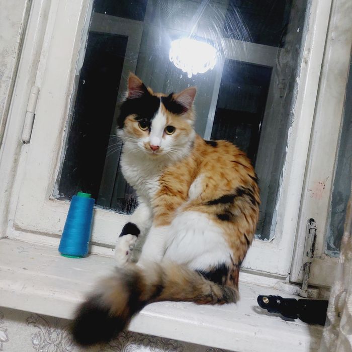 Отдам на добрые руки