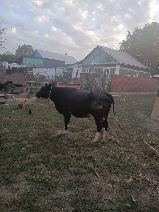 Продам домашную корову