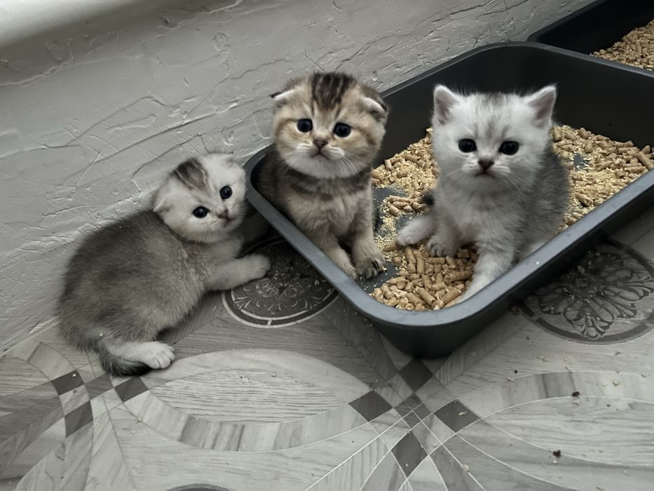 Продам котенка Уральск