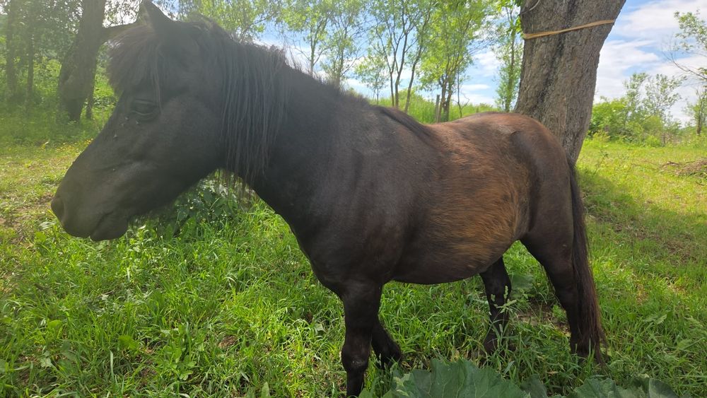 Vind ponei mascul castrat foarte blând
