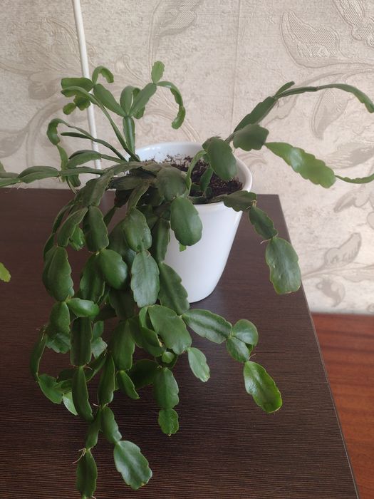 Коледниче керамична саксия