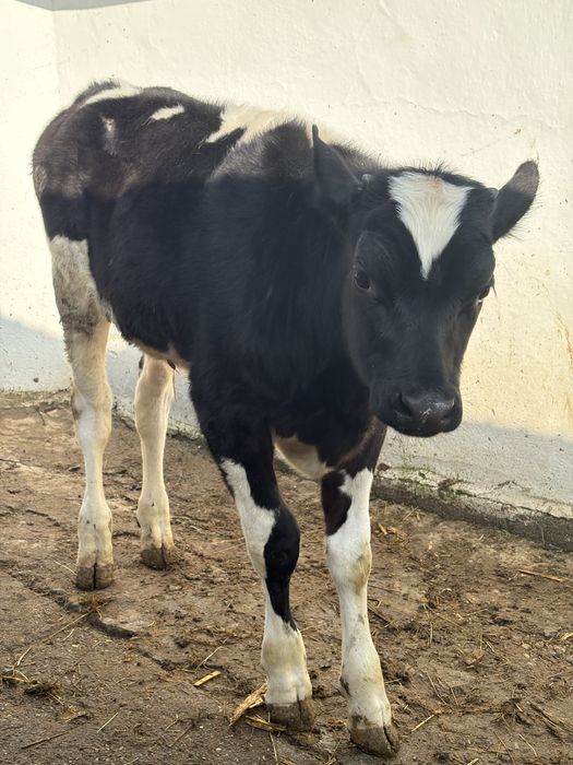 Vitel de vanzare 3luni jumatate