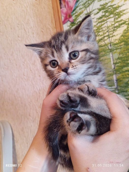 Продам котят британцы