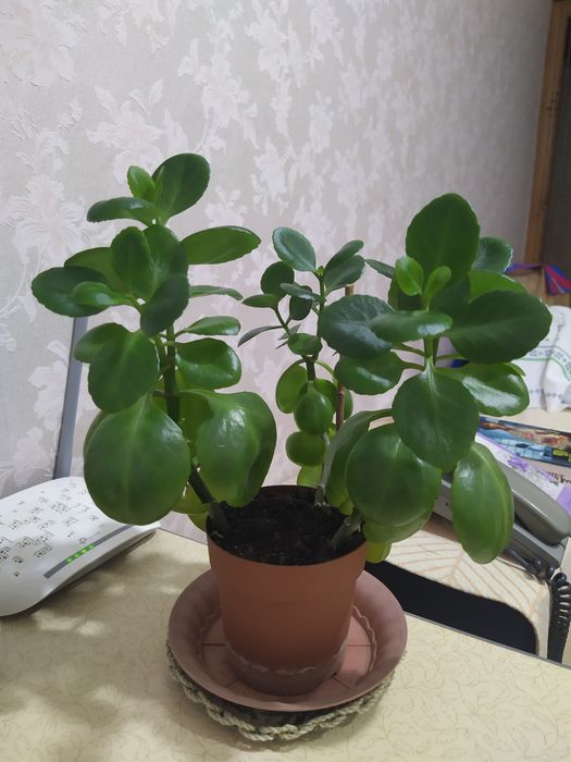 Каланхоэ, кактусы, цветочные горшки