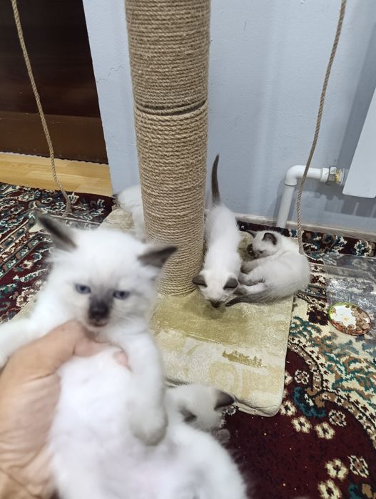 Сиамский мушиклар сотилади