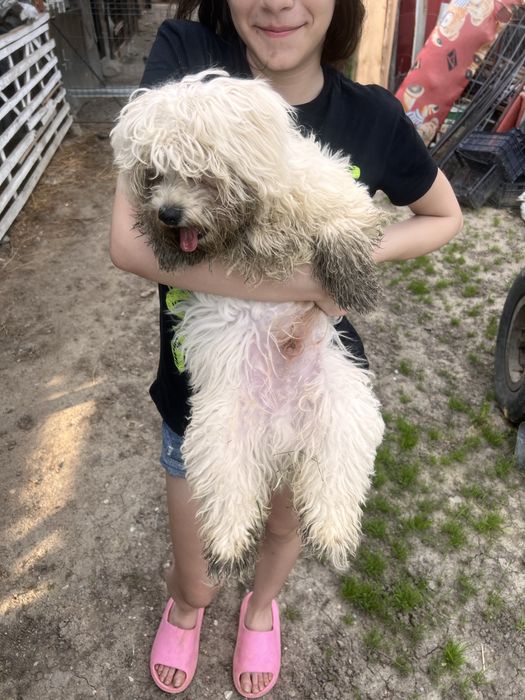 Bishon Maltez mascul