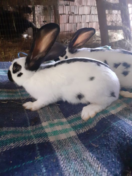 Uriaș german,fluture german și berbec german