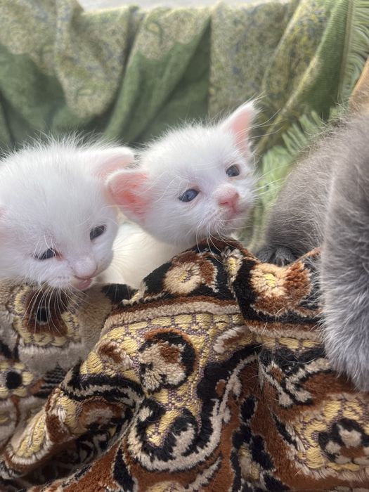 Отад котят в хорошие руки