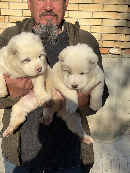 Продам Щенков Алабая