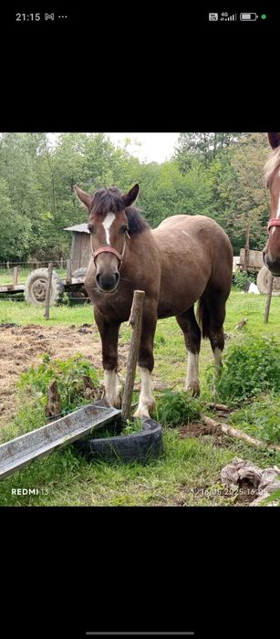 Vând mânză de 1 an schimb