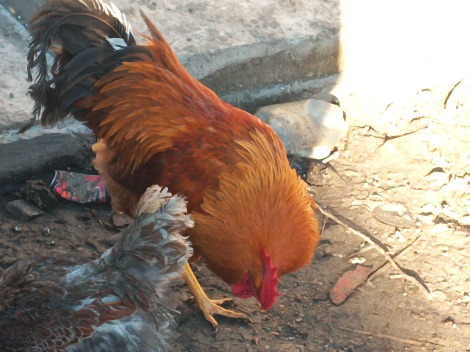 Cocosi Jersey și new hamshire