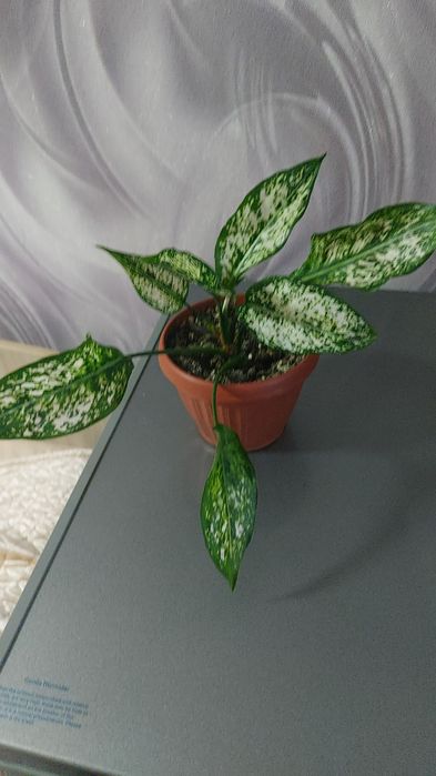 Комнатные цветы)