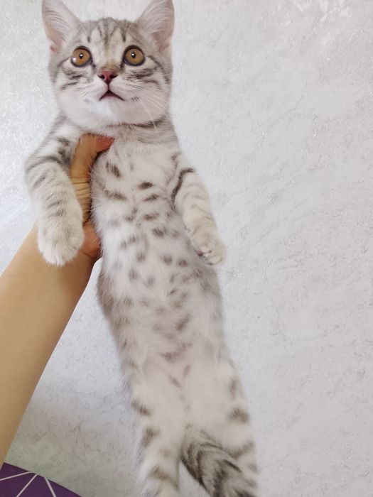 Отдам бесплатно котёнка.