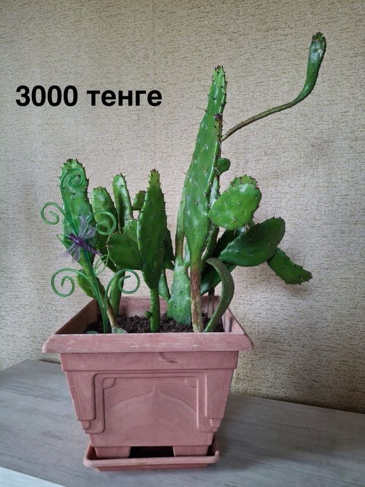 Комнатные растения