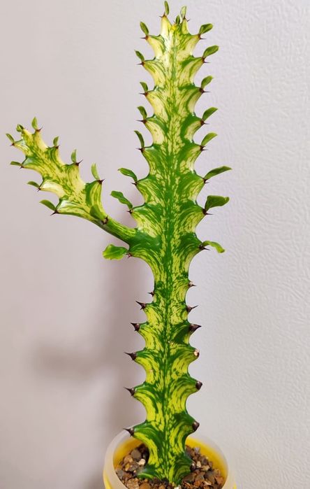 Эуфорбия Lactea Variegara