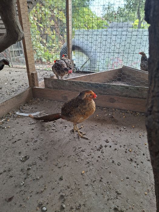 Fazani auriu pe rosu si diamant