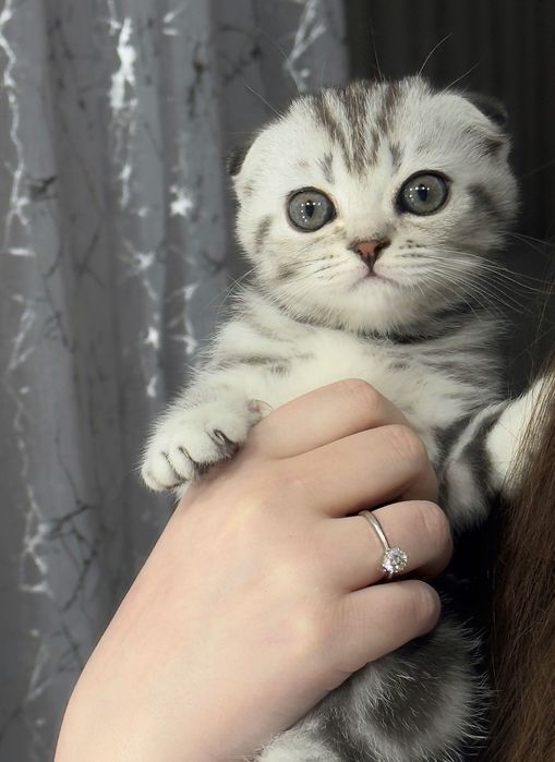 Продам котёнка.  Вислоухая шотландская кошечка, 2 месяца.