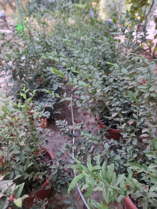 Голубика кучатлари