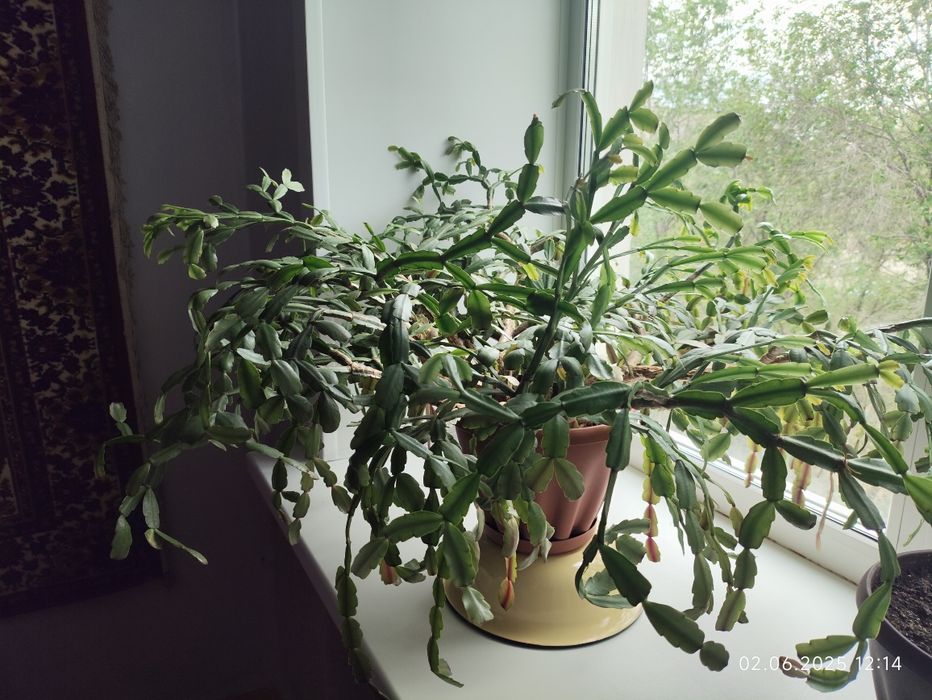 Декабрист красный