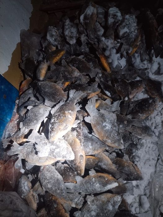 Сазан и Карас оптом торгайский