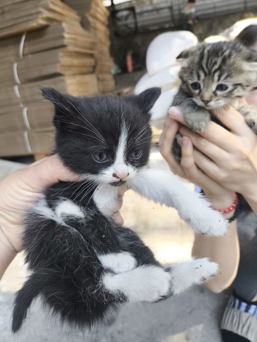 Отдам котят, бесплатно.