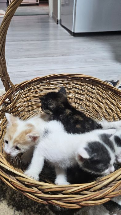 Отдам даром котят в добрые руки