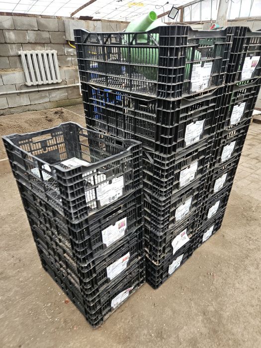 Продам ящики пластиковые хорошего качества из голанских тюльпан