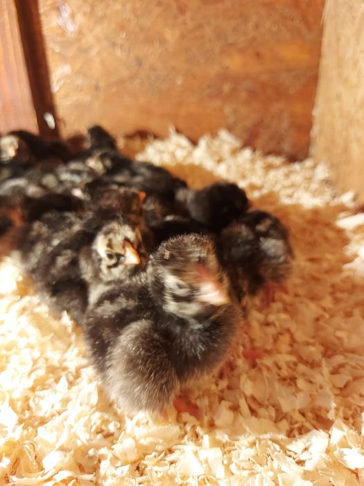 Pui wyandotte argintiu