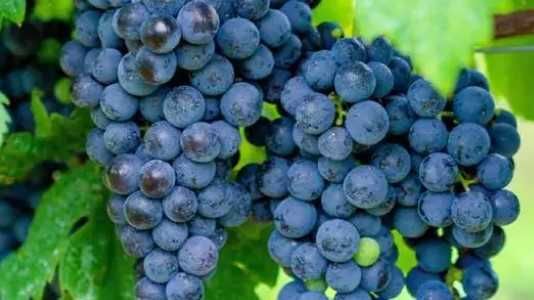 Продавам ГРОЗДЕ Мерло и Каберне