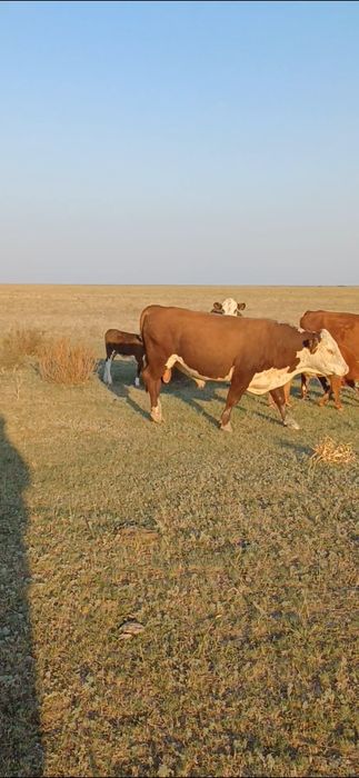 Букалар сатылады