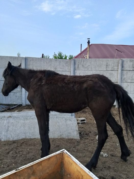 Продам молодняк лошадей