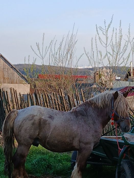 Vând hărmasar  semi greu