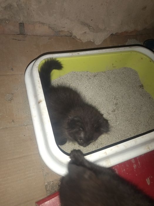 Вислоухие котята